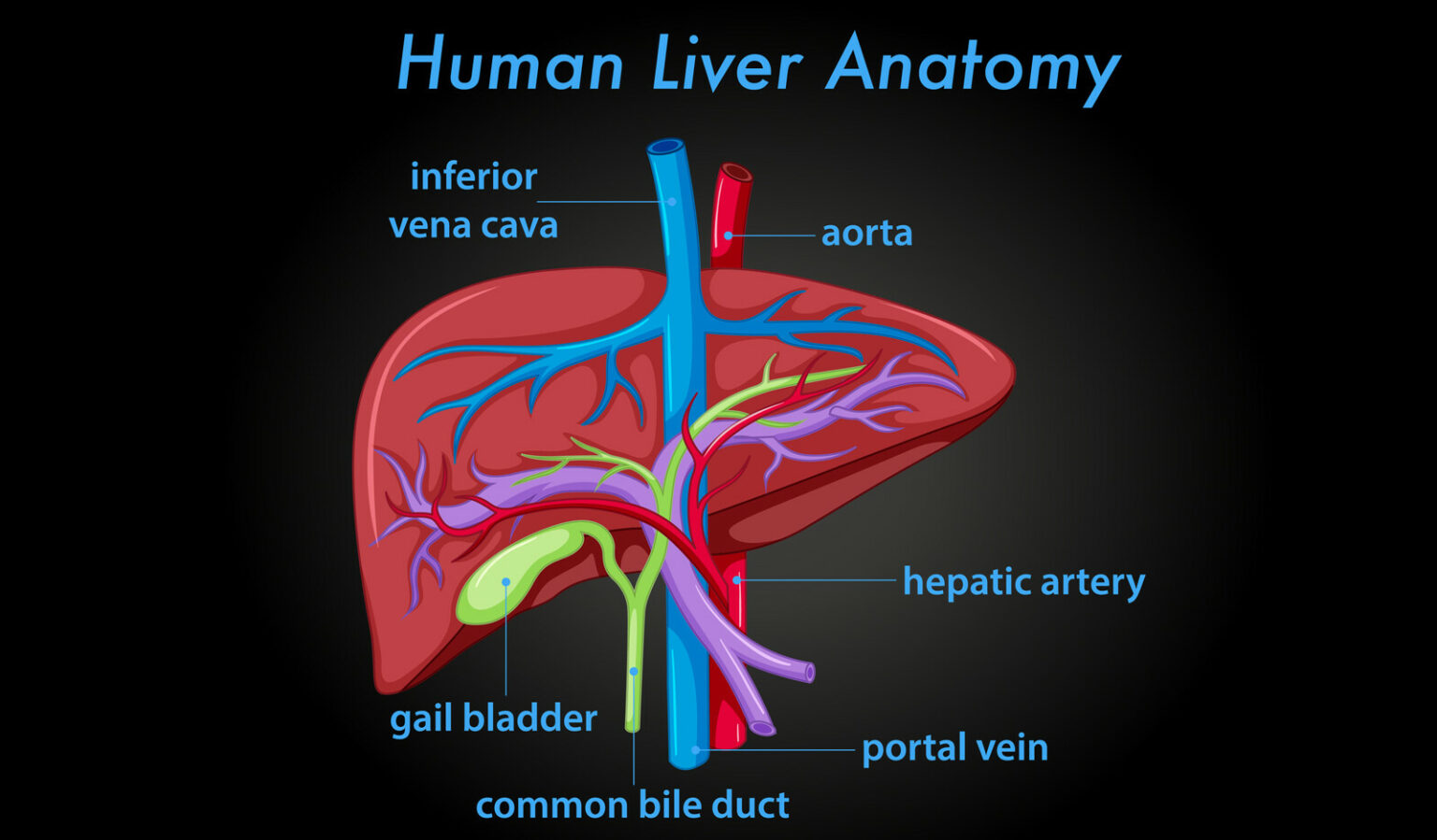 Doppler Study of Portal Vein and Renal Venous Velocity